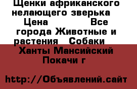 Щенки африканского нелающего зверька  › Цена ­ 35 000 - Все города Животные и растения » Собаки   . Ханты-Мансийский,Покачи г.